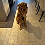 Marcus a rejoint le concours — aidez-le/la à gagner de superbes lots ! dog, golden_retriever, pretzel, indoor, floor, shadow, tile, harness, pet, animal, waiting, brown, canine, food, snack, sitting, calm, furniture, door, light