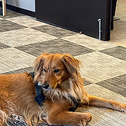 Marcus participe au concours pour gagner de l'argent avec cette photo : dog, indoor, carpet, brown, fur, pet, animal, harness, relaxed, laying_down, floor, checkered, side_view, long_hair, canine, paw, quiet, resting, domestic, closeup