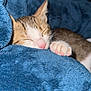 Simba participe au concours pour gagner de l'argent avec cette photo : kitten, sleeping, cat, paw, blanket, blue_blanket, cozy, cute, fur, pet, indoor, resting, animal, closeup, nap, whiskers, pink_nose, soft, young_cat, comfort