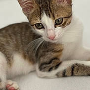 Simba participe au concours pour gagner de l'argent avec cette photo : kitten, cat, tabby, close_up, animal, pet, paw, white_background, fur, whiskers, cute, young, relaxed, indoor, soft, small, mammal, domestic, portrait, laying