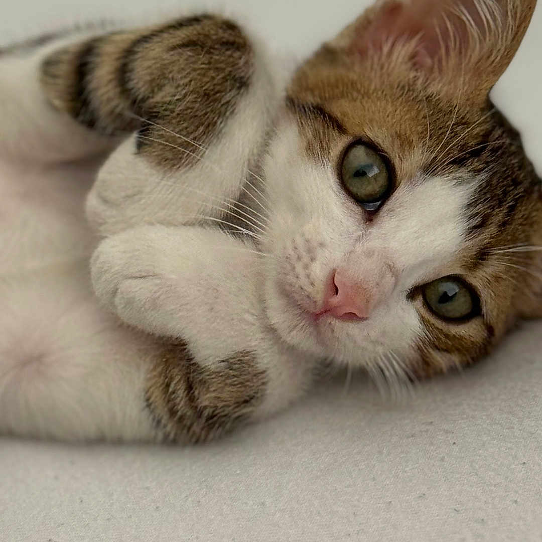 Simba participe au concours pour gagner de l'argent avec cette photo : adorable, animal, cat, close_up, curious, cute, feline, green_eyes, indoor, kitten, lying_down, paw, pet, portrait, small, soft_background, tabby, whiskers, white, young