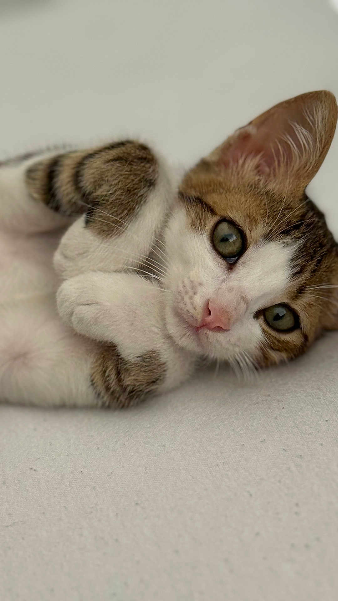 Simba participe au concours pour gagner de l'argent avec cette photo : kitten, cat, tabby, white, cute, close_up, pet, animal, feline, paw, lying_down, curious, green_eyes, whiskers, soft_background, indoor, young, small, adorable, portrait