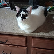 Little Man is registered to the contest to win money with this photo: cat, black_and_white, sitting, countertop, kitchen, appliance, toaster_oven, curious, domestic, pet, fur, whiskers, ears, tabletop, cabinet, drawer, indoor, animal, feline, closeup