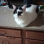 cat, black_and_white, sitting, countertop, kitchen, appliance, toaster_oven, curious, domestic, pet, fur, whiskers, ears, tabletop, cabinet, drawer, indoor, animal, feline, closeup