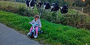 Maelle a rejoint le concours — aidez-le/la à gagner de superbes lots ! animal, child, cows, curious, daylight, fence, field, grass, greenery, nature, outdoor, pastel_colors, person, play, road, rural, sky, sunset, trees, tricycle