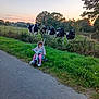 animal, child, cows, curious, daylight, fence, field, grass, greenery, nature, outdoor, pastel_colors, person, play, road, rural, sky, sunset, trees, tricycle