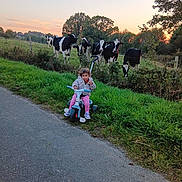 Maelle participe au concours pour gagner de l'argent avec cette photo : child, toddler, tricycle, road, grass, cows, farm, sunset, trees, nature, outdoor, curious, animal, field, sky, greenery, person, play, rural, daylight