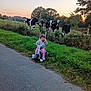 child, toddler, tricycle, road, grass, cows, farm, sunset, trees, nature, outdoor, curious, animal, field, sky, greenery, person, play, rural, daylight