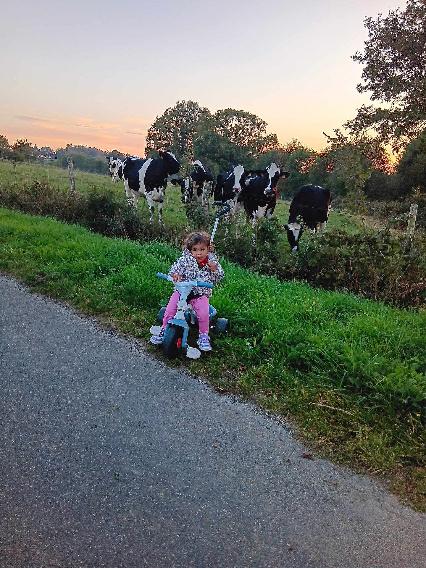 Maelle participe au concours pour gagner de l'argent avec cette photo : child, toddler, tricycle, road, grass, cows, farm, sunset, trees, nature, outdoor, curious, animal, field, sky, greenery, person, play, rural, daylight