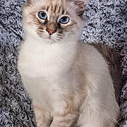 Plume a rejoint le concours — aidez-le/la à gagner de superbes lots ! abyssinian, angora, animal, cat, kitten, manx, pet, siamese