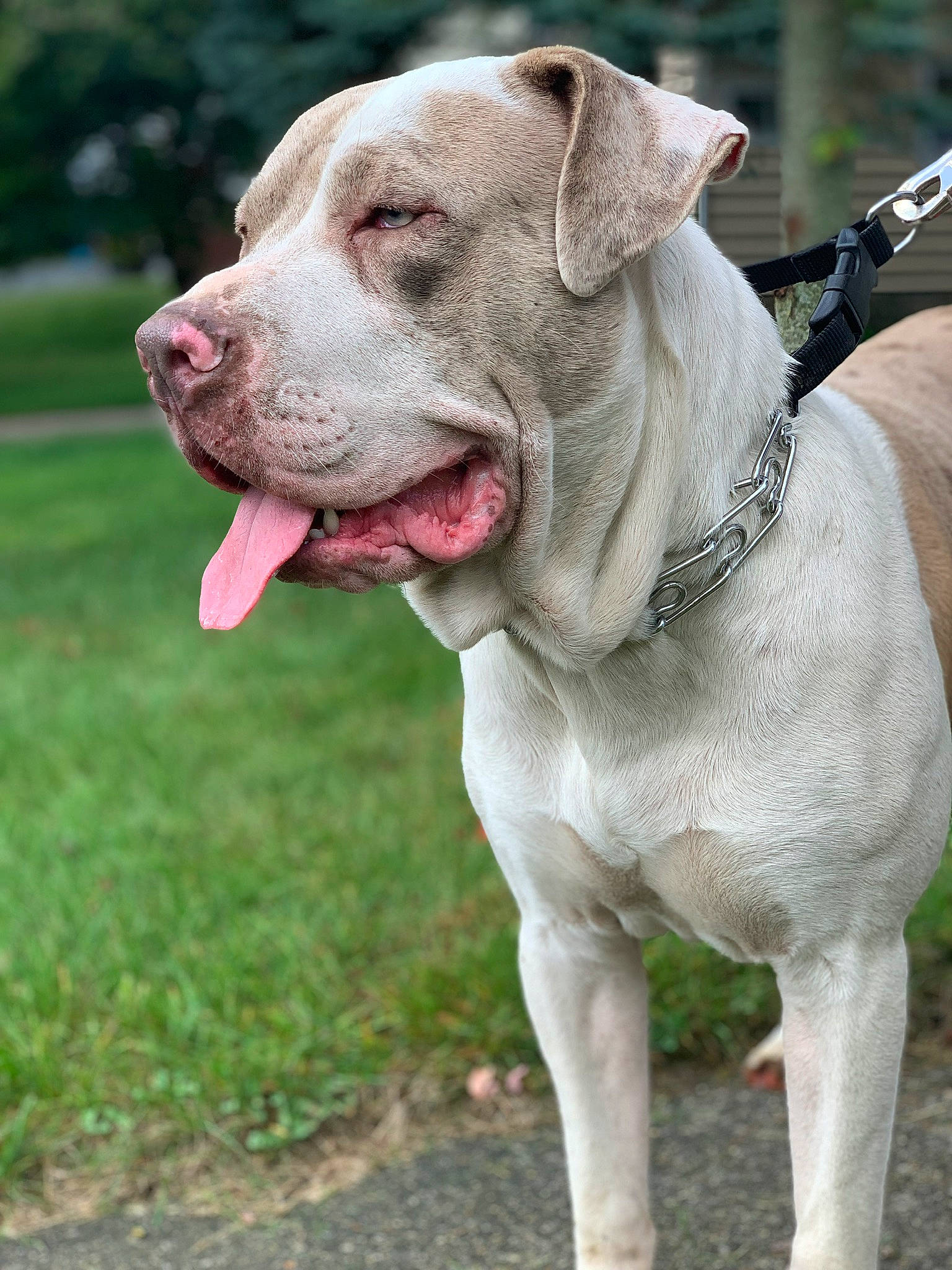 Zeus is registered to the contest to win money with this photo: american_bulldog, american_pit_bull_terrier, ancient_dog_breeds, bandog, bully_kutta, canidae, carnivore, cordoba_fighting_dog, dog, dog_breed, dogo_argentino, fawn, mammal, molosser, non_sporting_group, pit_bull, rare_breed_dog, snout, sporting_group, vertebrate