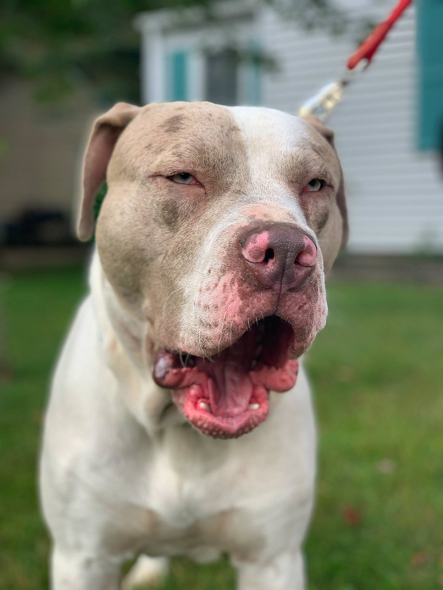 Zeus is registered to the contest to win money with this photo: american_bulldog, american_pit_bull_terrier, ancient_dog_breeds, australian_bulldog, bulldog, bully_kutta, canidae, carnivore, cordoba_fighting_dog, dog, dog_breed, dogo_argentino, fawn, mammal, non_sporting_group, pit_bull, rare_breed_dog, snout, sporting_group, vertebrate