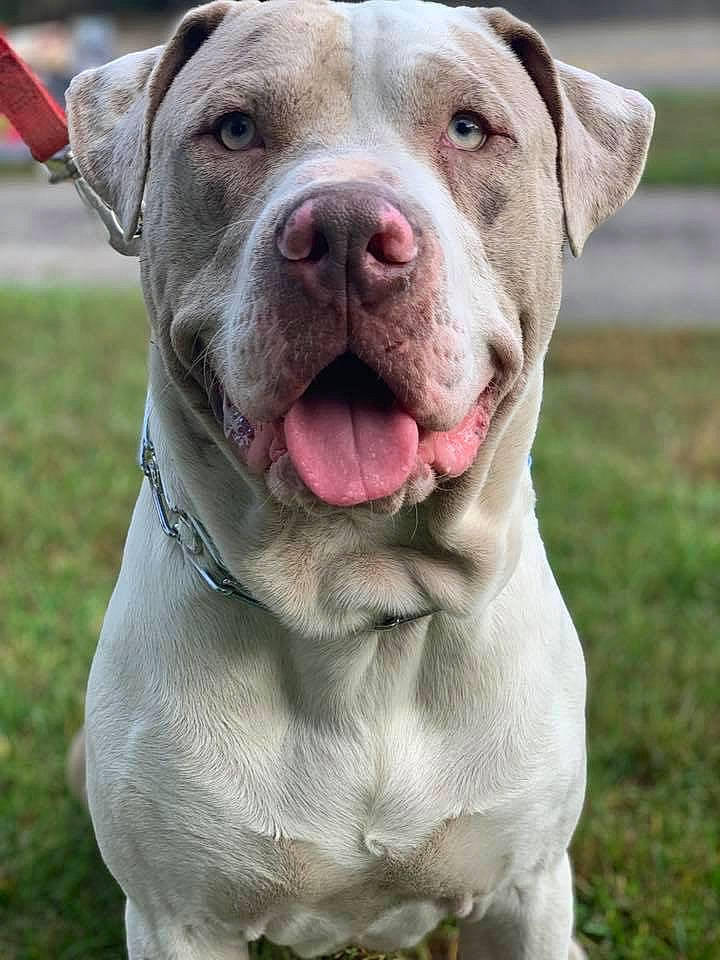 Zeus joined the competition — help win amazing prizes! american_bulldog, american_pit_bull_terrier, ancient_dog_breeds, bandog, bully_kutta, canidae, carnivore, catahoula_bulldog, cordoba_fighting_dog, dog, dog_breed, dogo_argentino, mammal, molosser, non_sporting_group, pit_bull, rare_breed_dog, snout, sporting_group, vertebrate