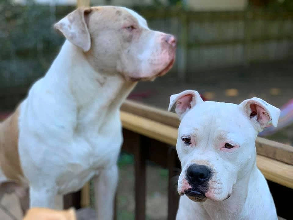 Harley joined the competition — help win amazing prizes! american_bulldog, american_pit_bull_terrier, american_staffordshire_terrier, bull_and_terrier, bulldog, bully_kutta, canidae, carnivore, cordoba_fighting_dog, dog, dog_breed, dogo_argentino, dogo_guatemalteco, fawn, mammal, molosser, non_sporting_group, pit_bull, rare_breed_dog, vertebrate