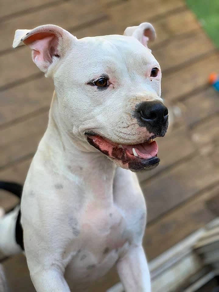 Harley is registered to the contest to win money with this photo: american_bulldog, american_pit_bull_terrier, american_staffordshire_terrier, bull_and_terrier, bully_kutta, canidae, carnivore, cordoba_fighting_dog, dog, dog_breed, dogo_argentino, dogo_guatemalteco, fawn, mammal, non_sporting_group, pit_bull, rare_breed_dog, snout, staffordshire_bull_terrier, vertebrate