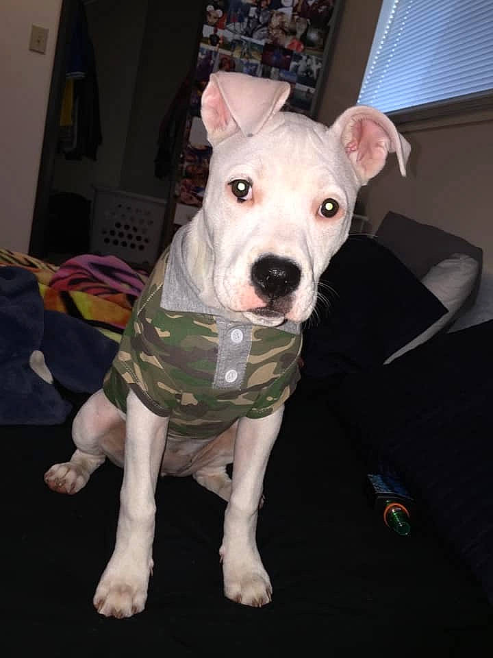 Harley joined the competition — help win amazing prizes! american_pit_bull_terrier, american_staffordshire_terrier, bull_and_terrier, canidae, carnivore, companion_dog, dog, dog_breed, dogo_argentino, fawn, gull_terr, mammal, non_sporting_group, nose, old_english_terrier, pit_bull, rare_breed_dog, snout, staffordshire_bull_terrier, vertebrate
