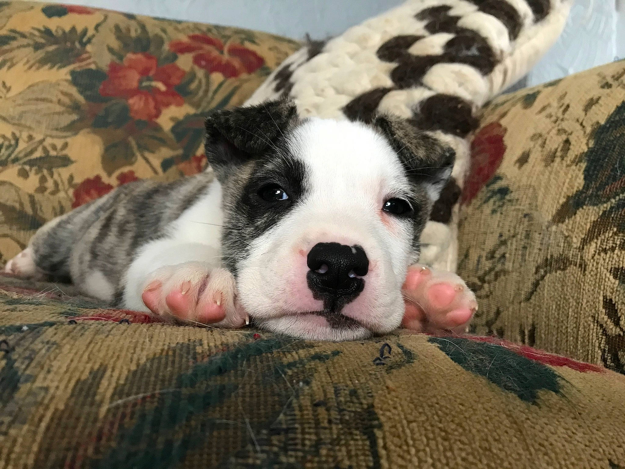 Loki is registered to the contest to win money with this photo: american_bulldog, american_staffordshire_terrier, canidae, carnivore, companion_dog, dog, dog_breed, fawn, mammal, non_sporting_group, nose, puppy, puppy_love, rare_breed_dog, snout, valley_bulldog, vertebrate