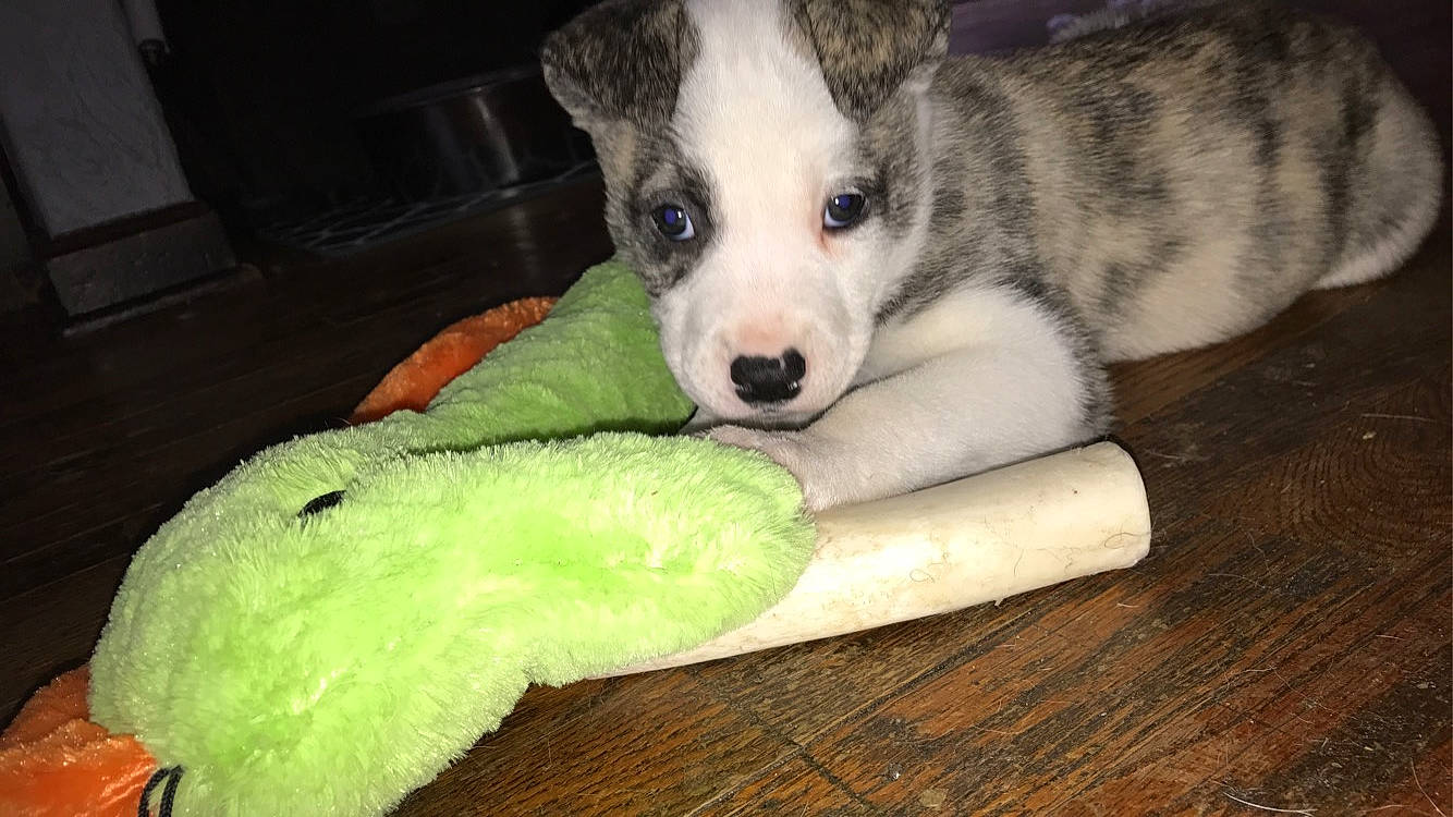 Loki joined the competition — help win amazing prizes! alaskan_malamute, canidae, carnivore, companion_dog, dog, dog_breed, labrador_husky, laika, mammal, miniature_siberian_husky, northern_inuit_dog, puppy, rare_breed_dog, sakhalin_husky, siberian_husky, sled_dog, sporting_group, vertebrate, wolfdog