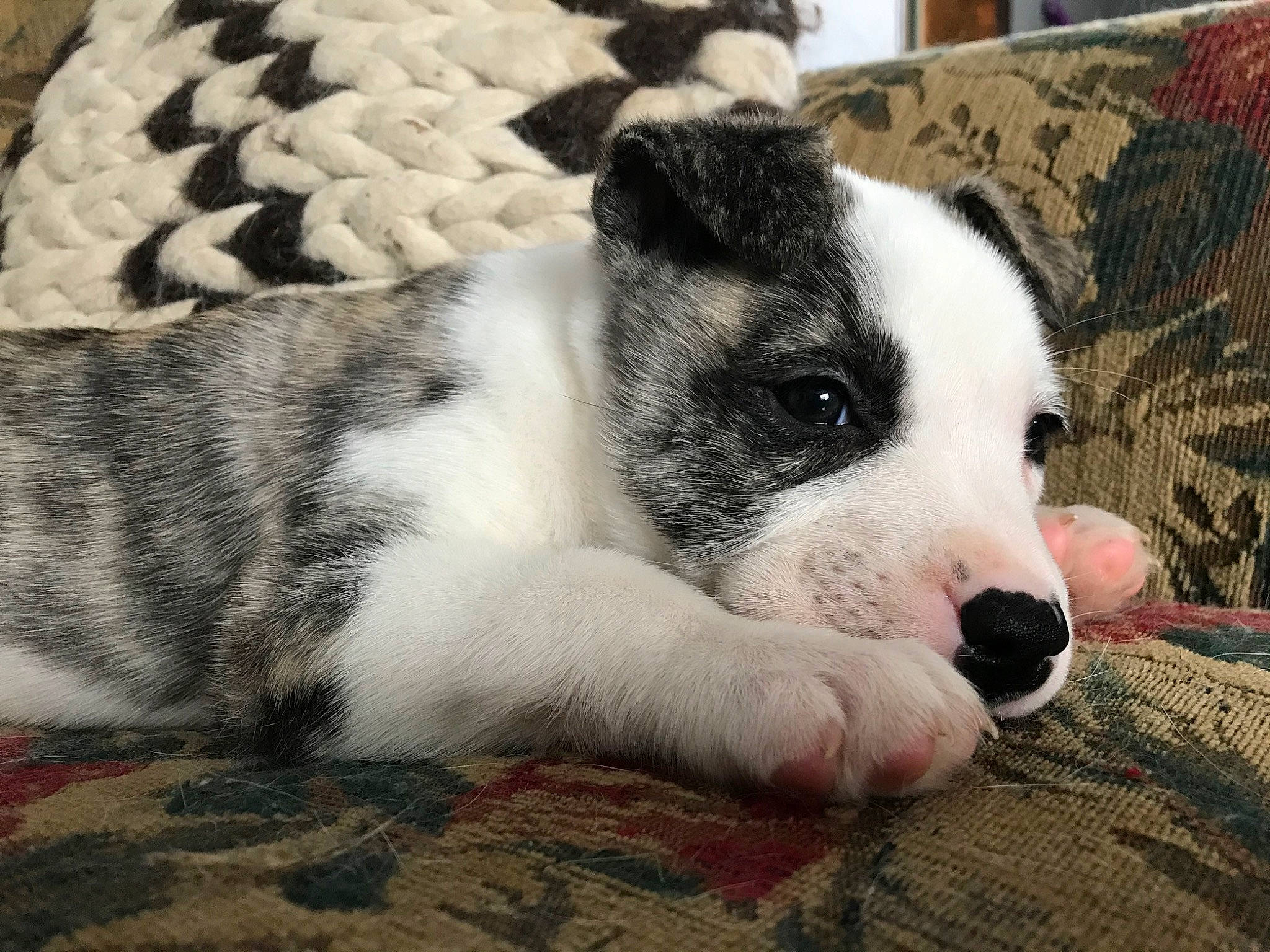 Loki joined the competition — help win amazing prizes! american_staffordshire_terrier, canidae, carnivore, dog, dog_breed, mammal, non_sporting_group, nose, puppy, snout, vertebrate