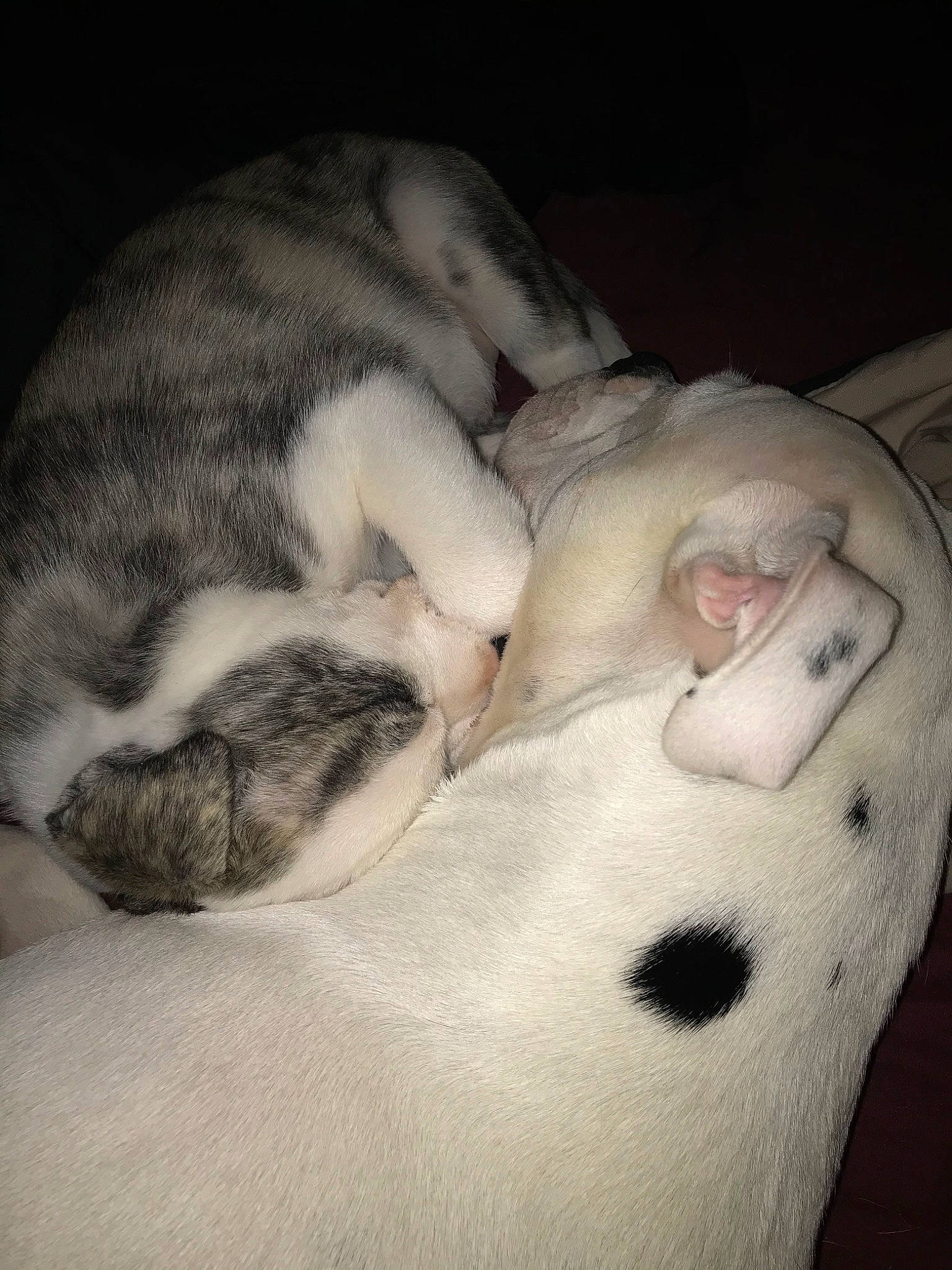 Loki is registered to the contest to win money with this photo: canidae, carnivore, cat, dog_breed, felidae, fur, nap, non_sporting_group, paw, puppy, puppy_love, skin, sleep, tail, whiskers