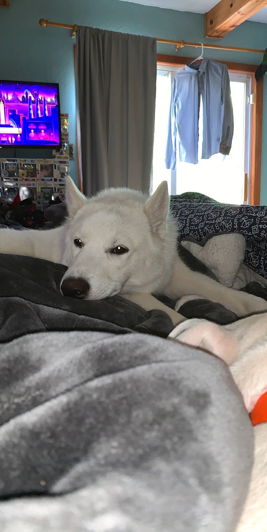 Nova Bean is registered to the contest to win money with this photo: akita_inu, berger_blanc_suisse, canaan_dog, canidae, carnivore, dog, dog_breed, hokkaido, kintamani, kishu, korean_jindo_dog, mammal, non_sporting_group, norwegian_buhund, pungsan_dog, rare_breed_dog, siberian_husky, vertebrate, white_shepherd