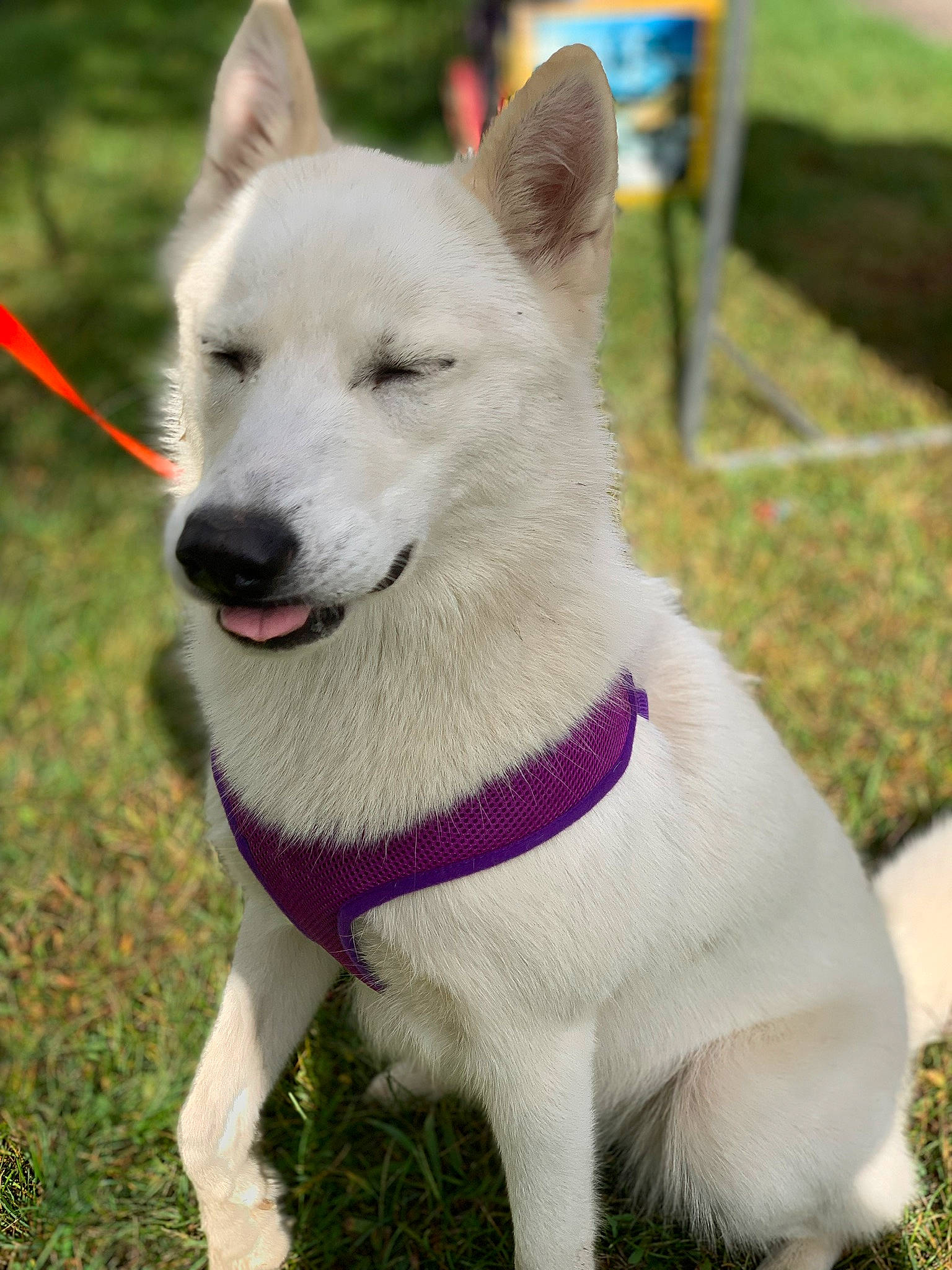 Nova Bean is registered to the contest to win money with this photo: ancient_dog_breeds, berger_blanc_suisse, canaan_dog, canidae, carnivore, dog, dog_breed, hokkaido, kintamani, kishu, korean_jindo_dog, labrador_husky, mammal, non_sporting_group, norwegian_buhund, pungsan_dog, rare_breed_dog, siberian_husky, vertebrate, white_shepherd