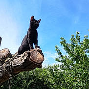 Reglisse participe au concours pour gagner de l'argent avec cette photo : black_cat, tree_branch, rope, carabiner, blue_sky, green_leaves, outdoor, nature, animal, pet, feline, sunlight, shadow, wood, bark, leaves, daytime, sky, perched, majestic