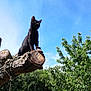 black_cat, tree_branch, rope, carabiner, blue_sky, green_leaves, outdoor, nature, animal, pet, feline, sunlight, shadow, wood, bark, leaves, daytime, sky, perched, majestic