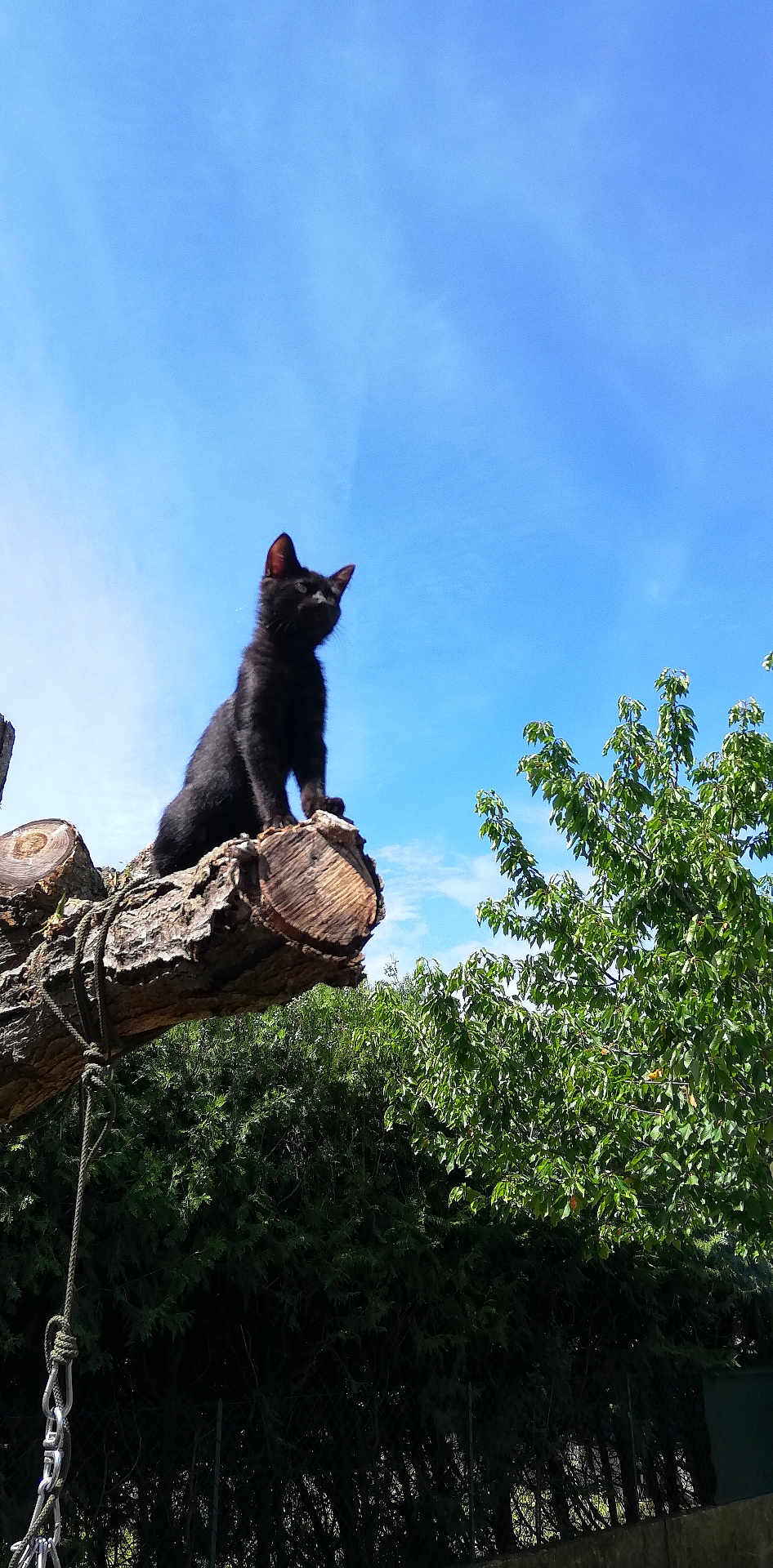 Reglisse participe au concours pour gagner de l'argent avec cette photo : black_cat, tree_branch, rope, carabiner, blue_sky, green_leaves, outdoor, nature, animal, pet, feline, sunlight, shadow, wood, bark, leaves, daytime, sky, perched, majestic