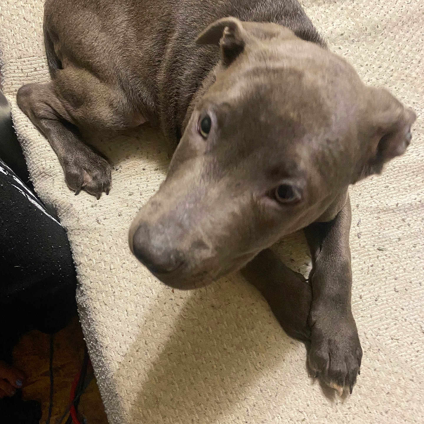 Levi Hume joined the competition — help win amazing prizes! animal, blanket, canine, close_up, comfort, curious, cute, dog, domestic_animal, fur, gray_dog, indoor, looking_up, lying_down, paw, pet, puppy, resting, soft_texture, young_dog