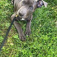 Levi Hume joined the competition — help win amazing prizes! animal, canine, collar, dog, ears, eyes, grass, greenery, leash, lying_down, muzzle, nature, outdoor, pet, playful, puppy, resting, summer, table_leg, young