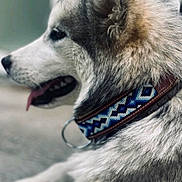Shaska a rejoint le concours — aidez-le/la à gagner de superbes lots ! animal, blue, canine, closeup, collar, dog, domestic_animal, ears, fur, gray, husky, mammal, outdoor, pet, portrait, profile, resting, side_view, tongue, white