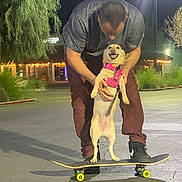 Tilly joined the competition — help win amazing prizes! activity, animal, casual_clothing, dog, fun, greenery, happy, harness, leisure, lights, man, night, outdoor, parking_lot, pavement, pet, skateboard, smiling, supporting, tree