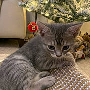 Luna is registered to the contest to win money with this photo: kitten, gray_tabby, cat, pet, feline, indoor, carpet, christmas_tree, holiday_lights, ornament, reindeer_decoration, decor, cozy, young_animal, playful, closeup, curious, soft_lighting, home, mat