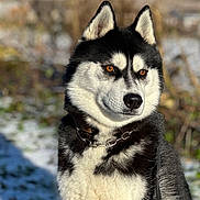 Laska participe au concours pour gagner de l'argent avec cette photo : dog, husky, outdoor, snow, animal, pet, fur, collar, leash, portrait, canine, winter, nature, mammal, closeup, ears, face, eyes, black_and_white, sunlight