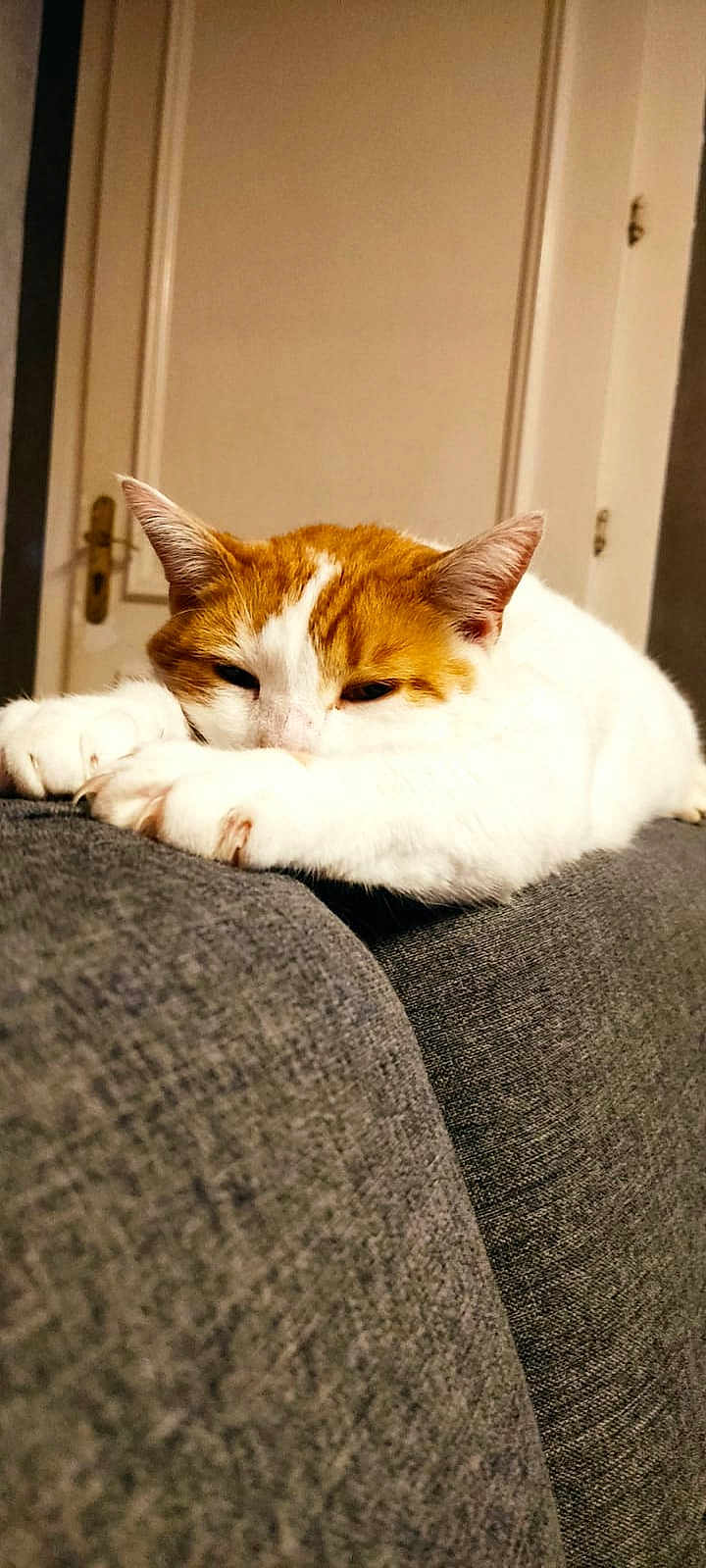 Garfield