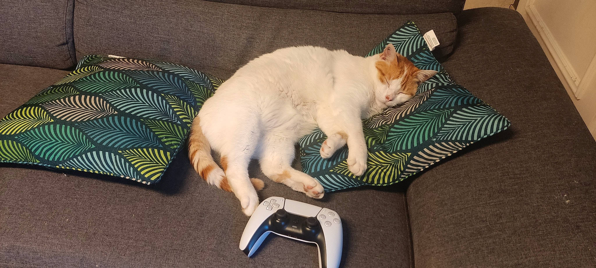 Garfield a rejoint le concours — aidez-le/la à gagner de superbes lots ! carnivore, cat, claw, comfort, couch, domestic_short_haired_cat, fawn, felidae, foot, fur, lap, linens, mobile_phone, nap, paw, sitting, small_to_medium_sized_cats, snout, tail, whiskers