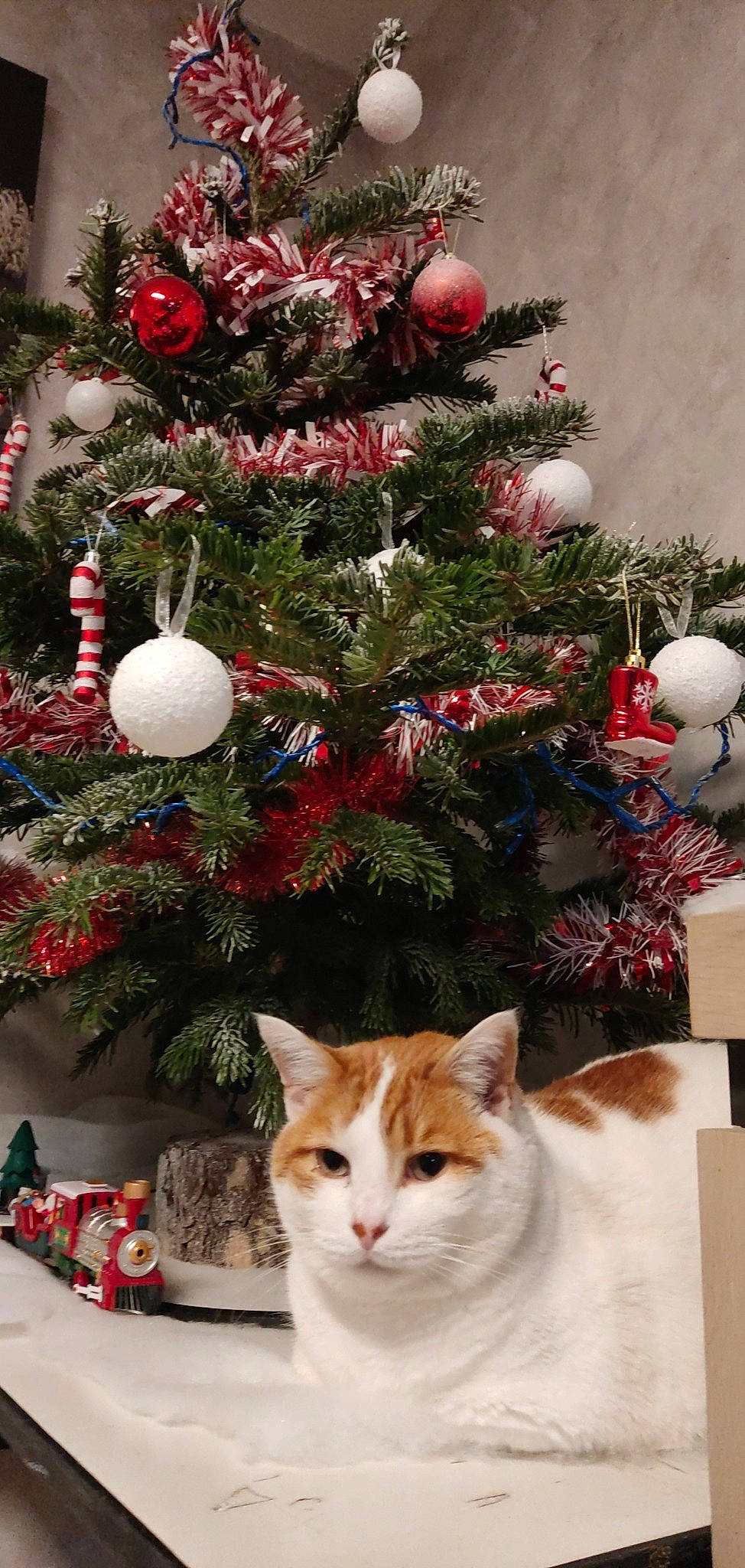 Garfield participe au concours pour gagner de l'argent avec cette photo : carnivore, cat, christmas_decoration, christmas_ornament, christmas_tree, event, evergreen, felidae, holiday, holiday_ornament, light, ornament, plant, small_to_medium_sized_cats, snapshot, tree, twig, whiskers, white, wood