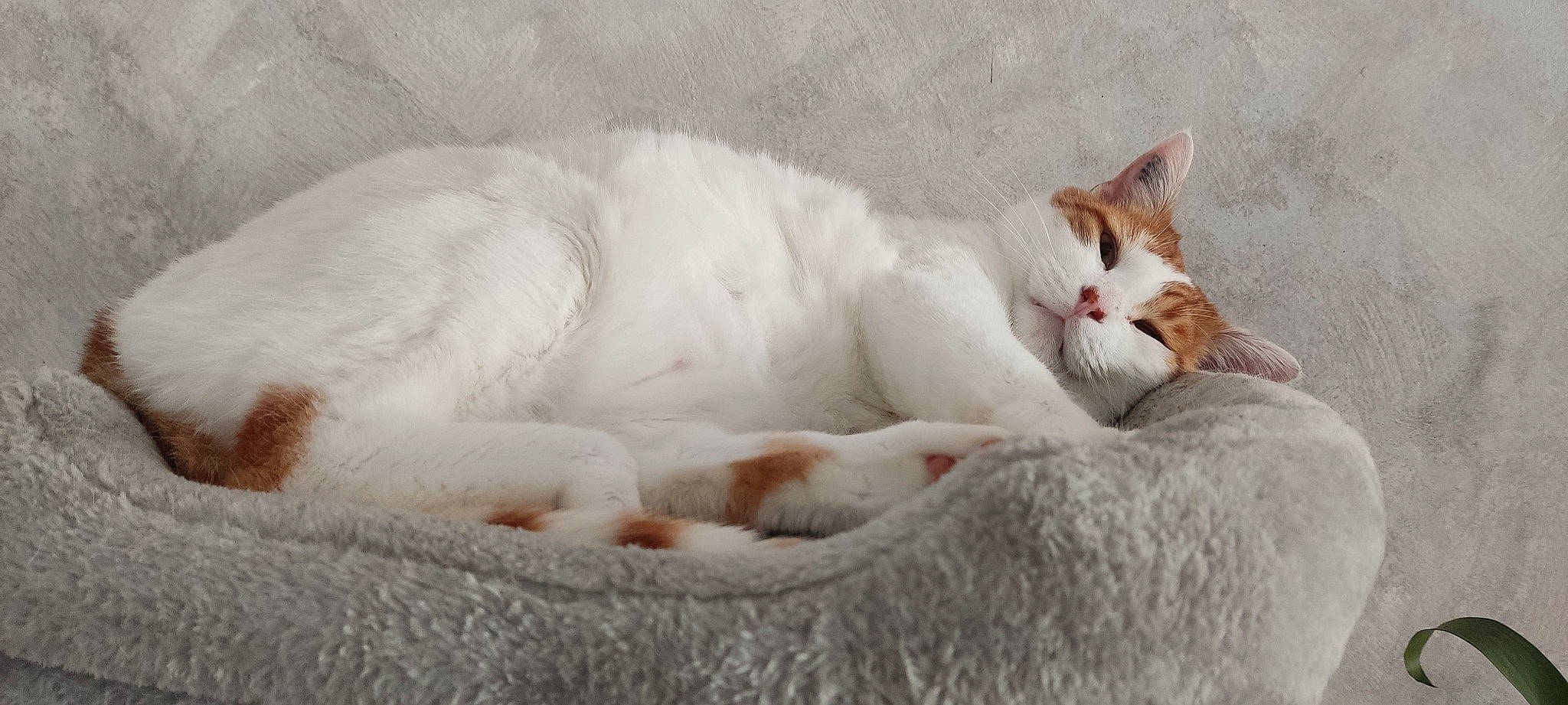 Garfield participe au concours pour gagner de l'argent avec cette photo : carnivore, cat, cat_supply, claw, comfort, domestic_short_haired_cat, fang, fawn, felidae, fur, linens, nap, paw, small_to_medium_sized_cats, snout, tail, terrestrial_animal, whiskers