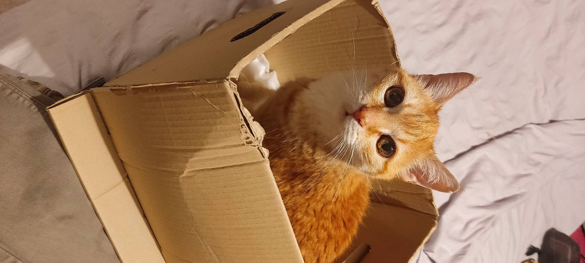 Bounty a rejoint le concours — aidez-le/la à gagner de superbes lots ! box, cardboard, carnivore, carton, cat, domestic_short_haired_cat, fawn, felidae, fur, package_delivery, packaging_and_labeling, packing_materials, paper_bag, paper_product, shipping_box, small_to_medium_sized_cats, snout, whiskers