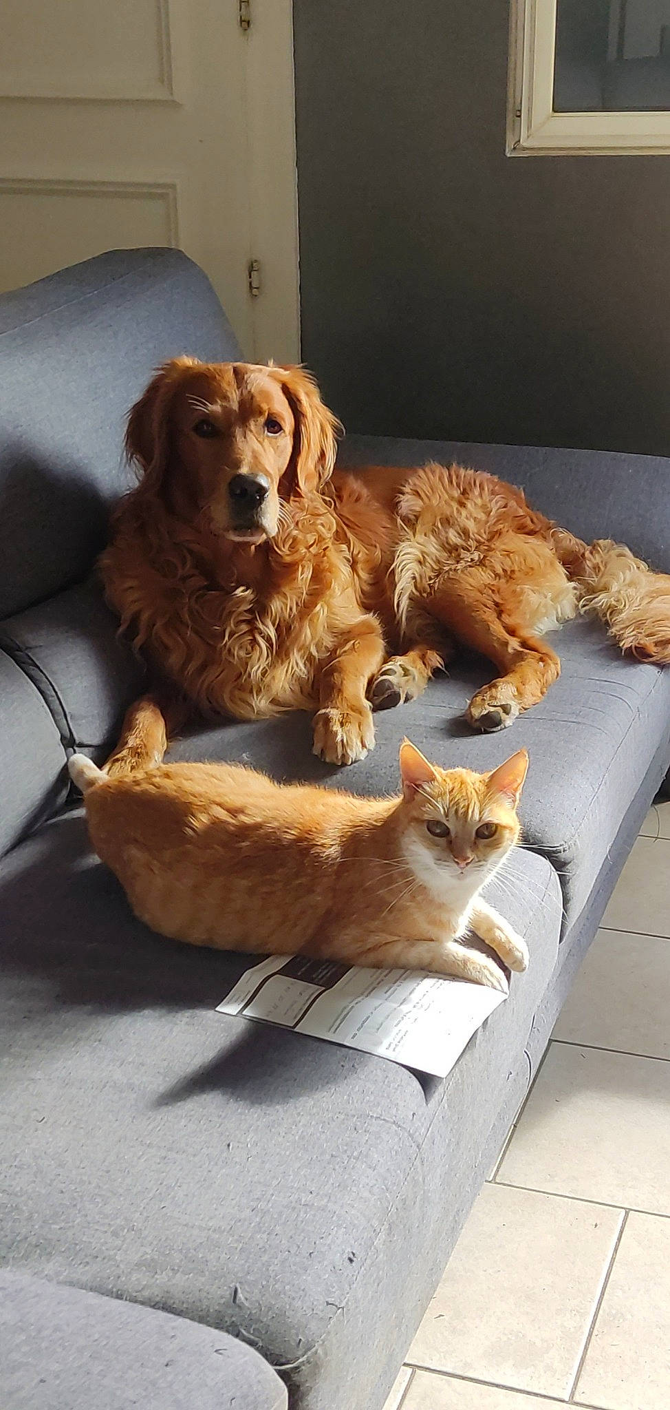 Bounty a rejoint le concours — aidez-le/la à gagner de superbes lots ! canidae, carnivore, cat, chair, comfort, companion_dog, dog, dog_breed, fawn, felidae, fur, gun_dog, liver, small_to_medium_sized_cats, snout, sporting_group, tail, whiskers, wood, working_animal