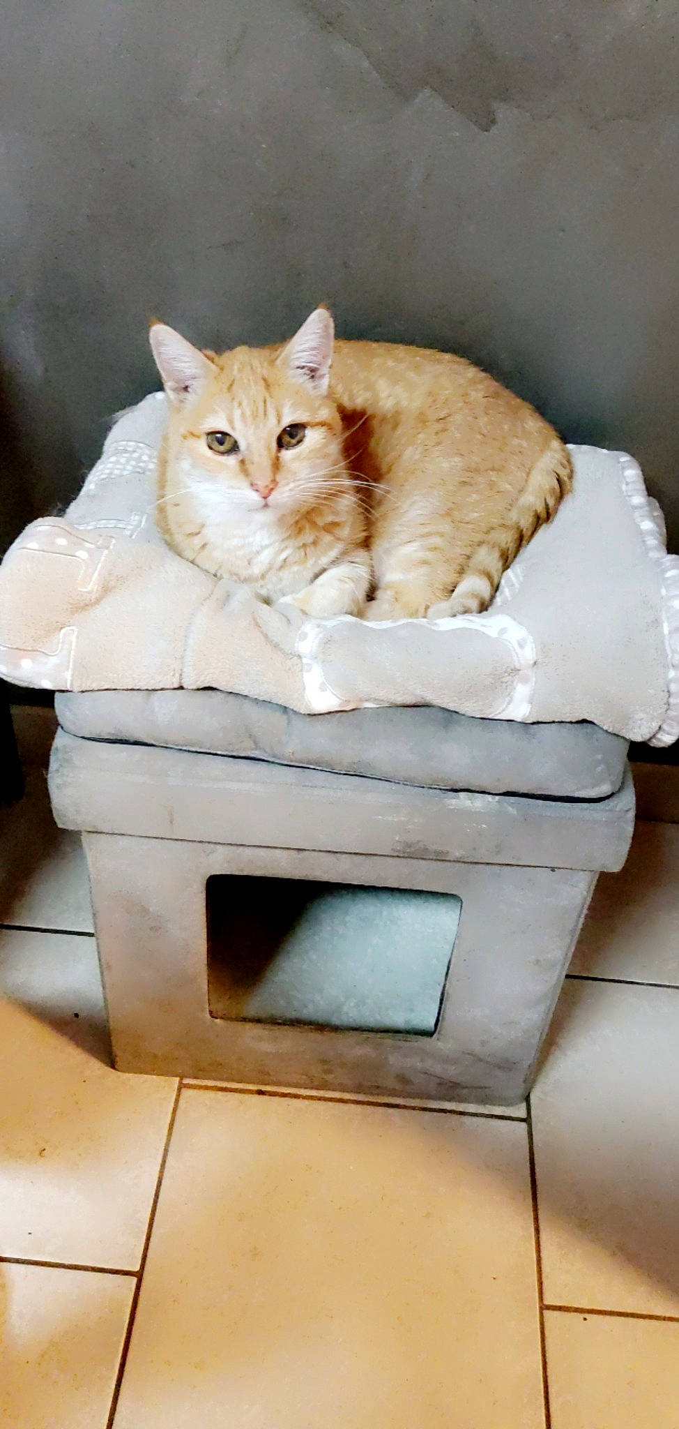 Bounty participe au concours pour gagner de l'argent avec cette photo : box, carnivore, cat, cat_furniture, cat_supply, comfort, domestic_short_haired_cat, fawn, felidae, fur, hardwood, paw, pet_supply, rectangle, shelf, sitting, small_to_medium_sized_cats, tail, whiskers, wood