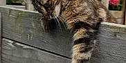 Kana participe au concours pour gagner de l'argent avec cette photo : animal, cat, closeup, curious, daylight, feline, flowers, fur, garden, greenery, nature, outdoor, paw, pet, playful, relaxed, tabby, whiskers, wood, wooden_fence
