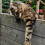 Kana participe au concours pour gagner de l'argent avec cette photo : animal, cat, closeup, curious, daylight, feline, flowers, fur, garden, greenery, nature, outdoor, paw, pet, playful, relaxed, tabby, whiskers, wood, wooden_fence