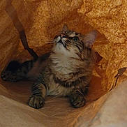 Kana a rejoint le concours — aidez-le/la à gagner de superbes lots ! animal, brown, cat, closeup, cozy, curious, cute, ears, feline, fur, indoor, light, looking_up, paper_bag, paws, pet, relaxed, shadow, tabby, whiskers