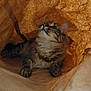 Kana a rejoint le concours — aidez-le/la à gagner de superbes lots ! animal, brown, cat, closeup, cozy, curious, cute, ears, feline, fur, indoor, light, looking_up, paper_bag, paws, pet, relaxed, shadow, tabby, whiskers