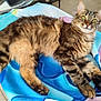 Kana a rejoint le concours — aidez-le/la à gagner de superbes lots ! animal, blanket, cat, colorful, cozy, curious, cute, feline, floor, fluffy, fur, furniture, green_eyes, home, indoor, paw, pet, relaxed, tabby, whiskers