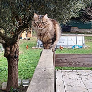 Kana a rejoint le concours — aidez-le/la à gagner de superbes lots ! animal, backyard, balancing, bird, cat, chicken, daylight, farm, feline, focus, fur, grass, greenery, nature, outdoor, pet, portrait, tabby_cat, tree, wooden_railing