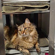 Kana a rejoint le concours — aidez-le/la à gagner de superbes lots ! animal, cat, cozy, curious, cute, domestic, feline, fur, green_eyes, home, indoor, metal, paws, pet, resting, shelf, stack, tabby, towel, whiskers