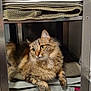 animal, cat, cozy, curious, cute, domestic, feline, fur, green_eyes, home, indoor, metal, paws, pet, resting, shelf, stack, tabby, towel, whiskers